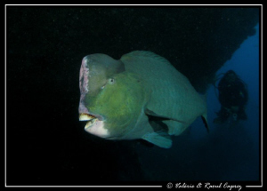 Green Humphead Parrot fish under the Liberty Wreck (follo... by Raoul Caprez 
